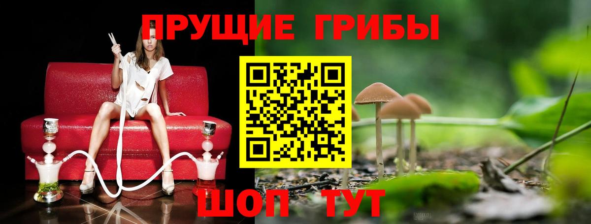 Псилоцибиновые грибы Psilocybe Котовск